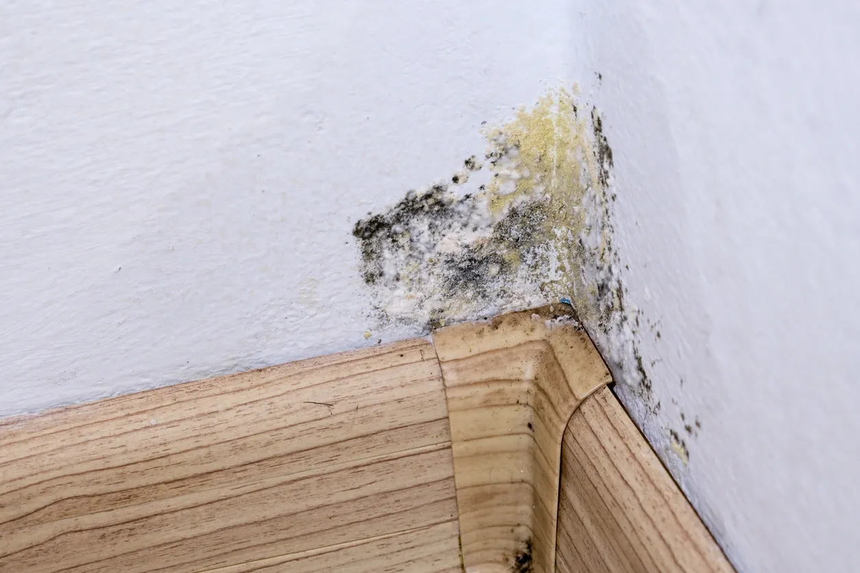 Let’s Talk About Mold